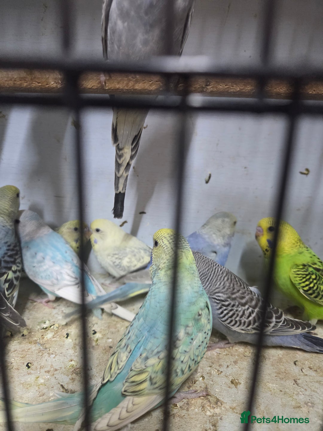Budgerigars birds for sale:  budgies for sale - Advert 21