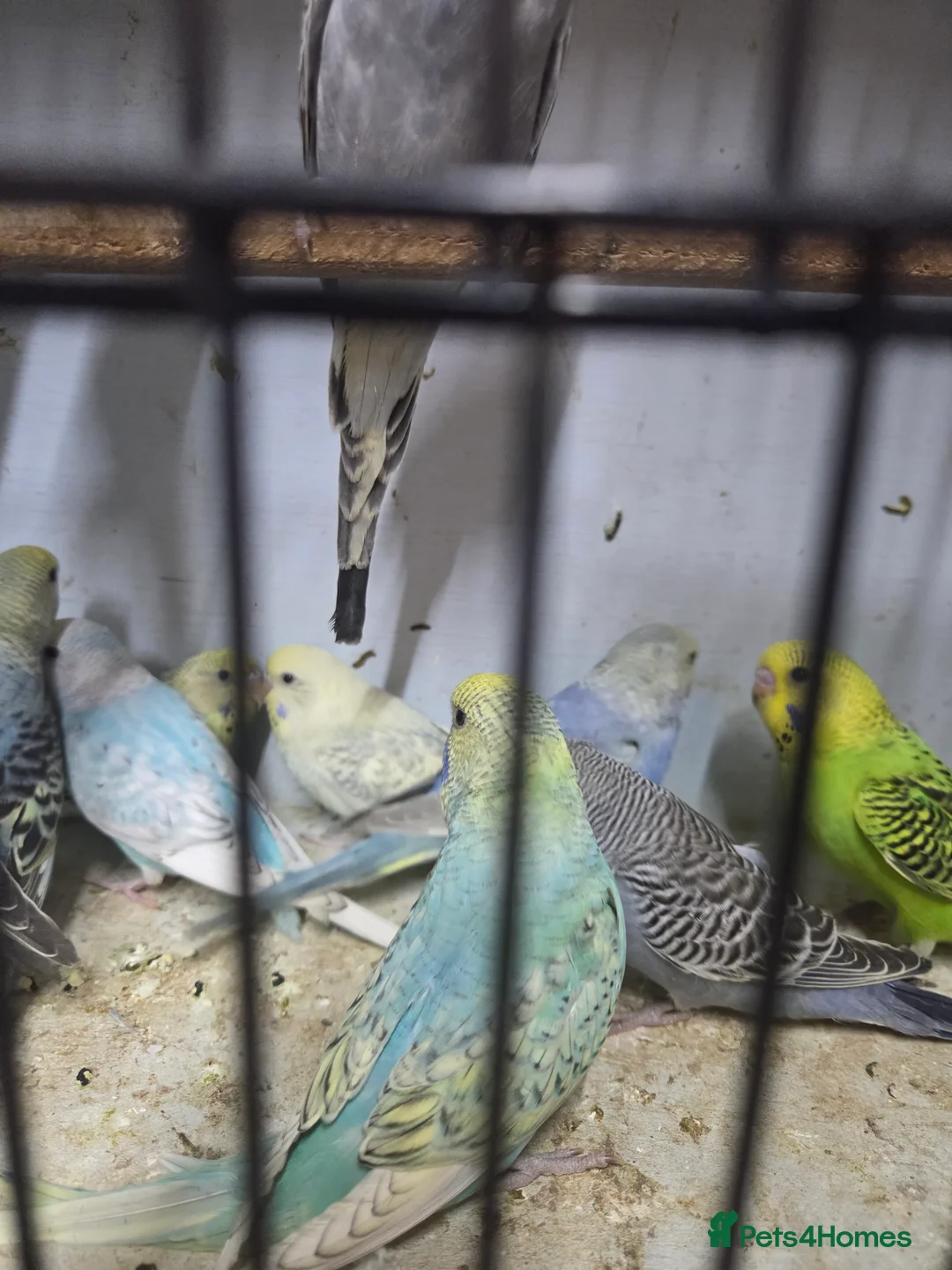 Budgerigars birds for sale:  budgies for sale - Advert 35