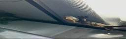 Gecko reptiles for sale: Crested gecko and set up  in Wokingham - Advert 4
