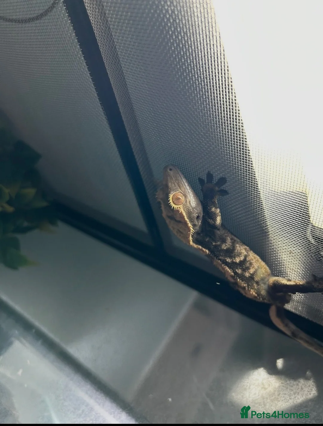 Gecko reptiles for sale: Crested gecko and set up  in Wokingham - Advert 4