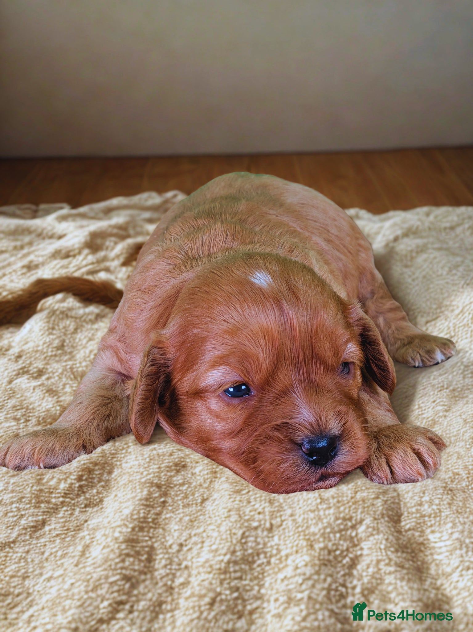 Cavapoo dogs Adorable Cavapoo Pup Ready For Her Forever Home! - Advert 2