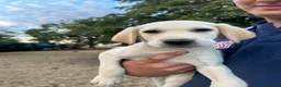 Labrador Retriever dogs for sale: KC registered, Yellow Labrador Retriever Puppies - Advert 4