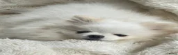 Pomeranian dogs for sale: *Stunning KC pure white boy from KC parents* - Advert 6