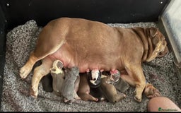English Bulldog dogs for sale: KC registered English Bulldog Puppies  - Image 1