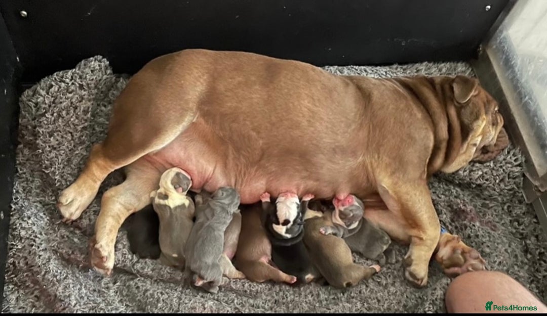 English Bulldog dogs for sale: KC registered English Bulldog Puppies  - Image 1
