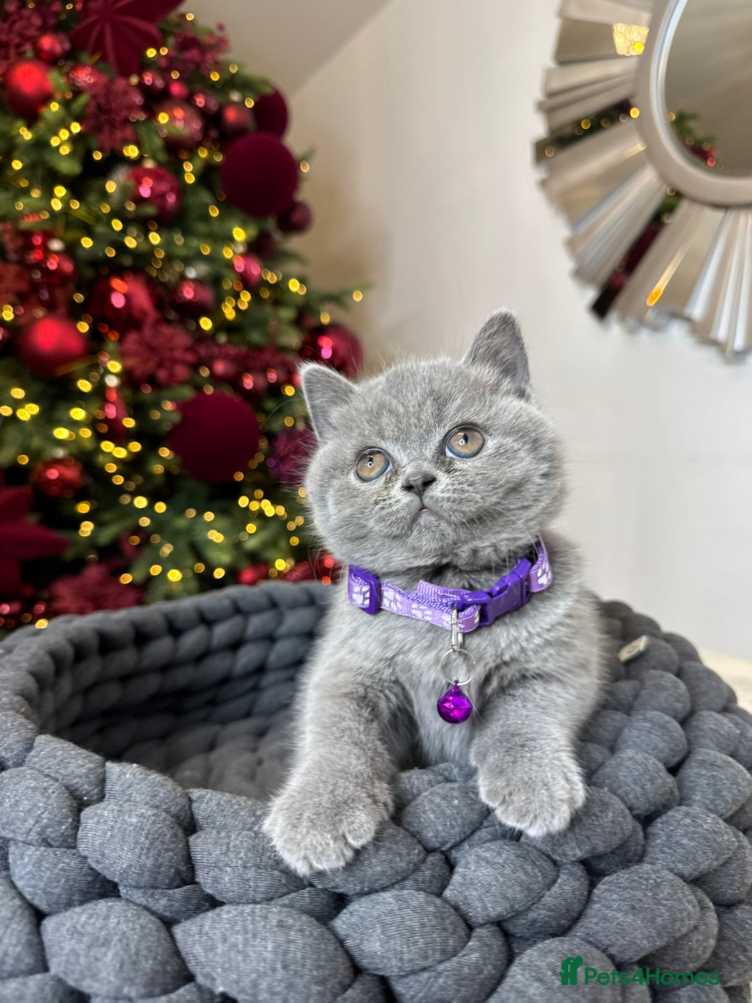 British Shorthair cats for sale: British Shorthair girl - Advert 6