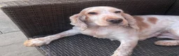 Cocker Spaniel dogs for sale: Cocker Spaniel Looking For A Happy Retirement Home - Advert 4