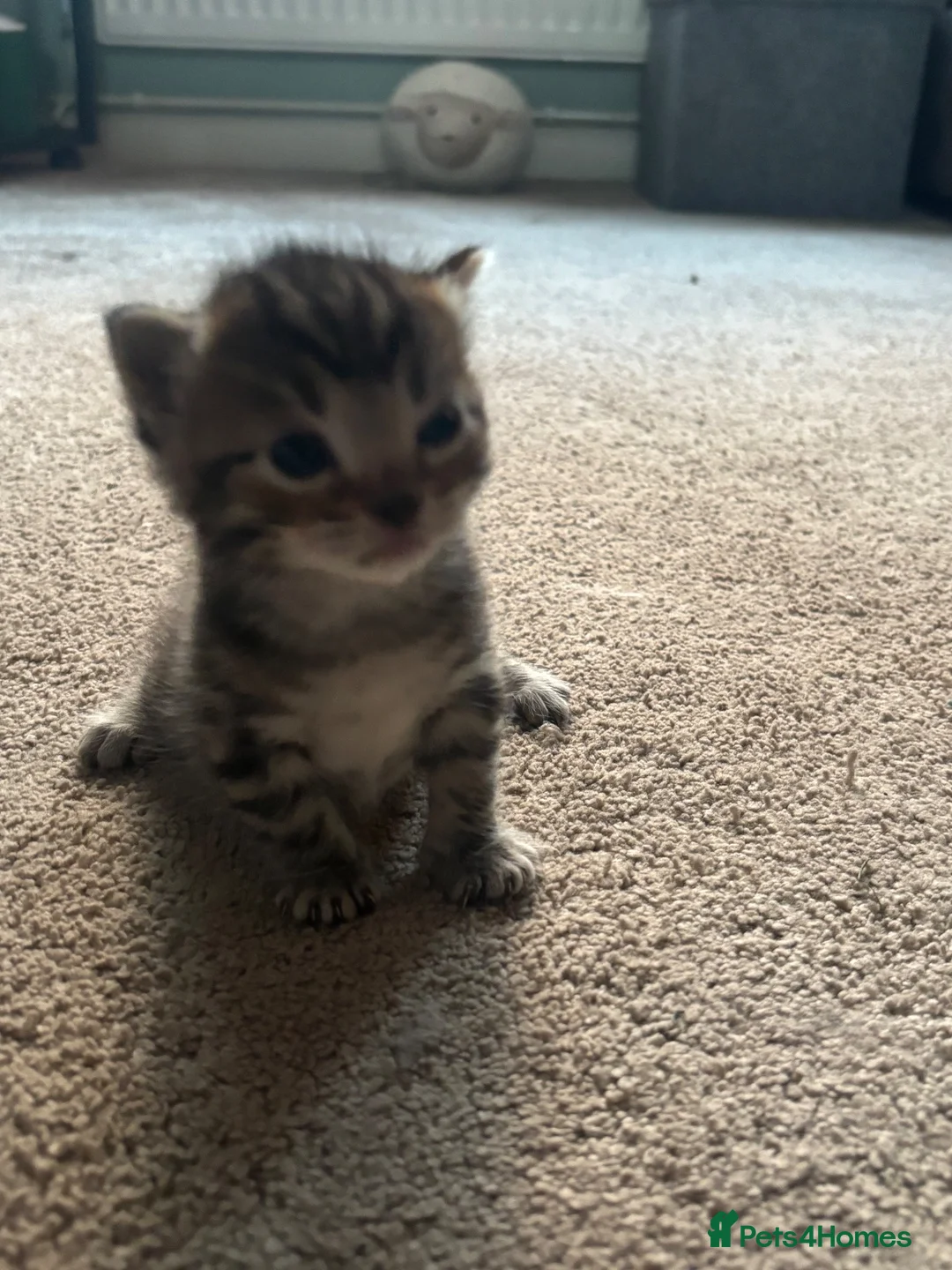 Bengal cats for sale: Bengal kittens  - Advert 2