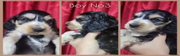 Cocker Spaniel dogs for sale: KC Sired Show Cocker Spaniels puppies| Champ Lines - Advert 28