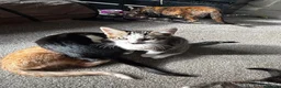 Mixed Breed cats for sale: 5 kittens for sale in St Albans - Advert 2