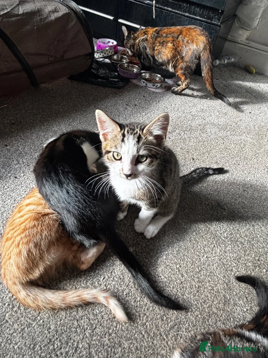Mixed Breed cats for sale: 5 kittens for sale in St Albans - Advert 2