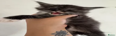 Penny 