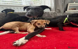 Mixed Breed dogs for sale: Lurcher puppies  - Image 1