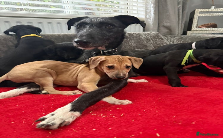 Mixed Breed dogs - Advert 6