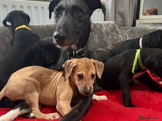 Mixed Breed dogs - Advert 4