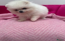 Pomeranian dogs for sale: READY 2nd August KC White Teddy Bear Poms - Image 34