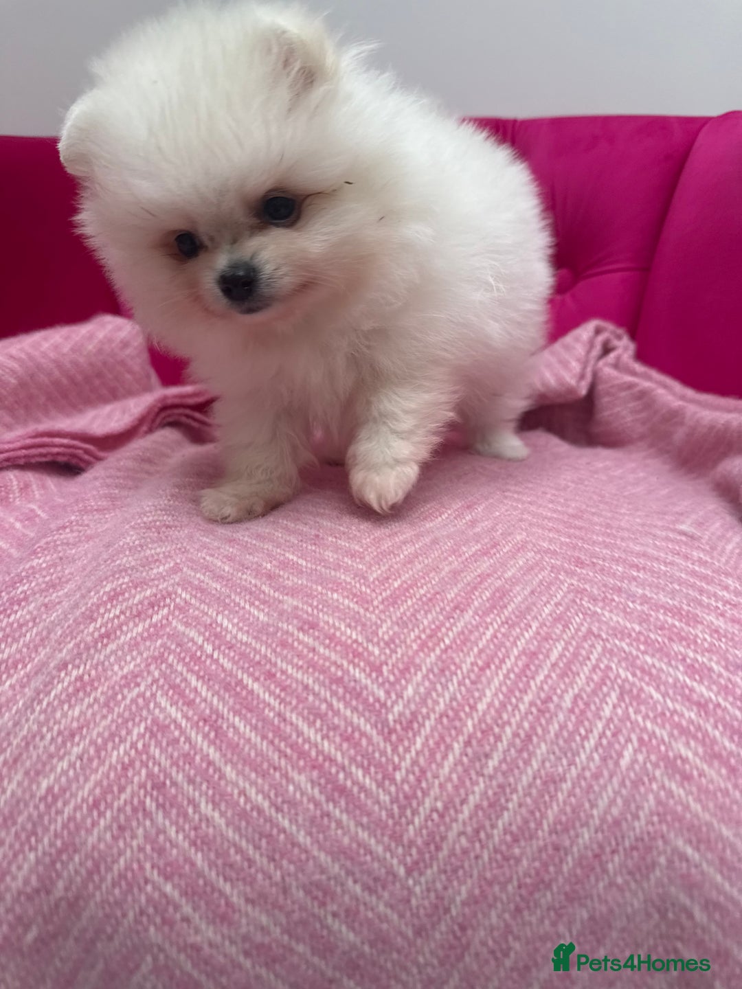 Pomeranian dogs for sale: READY 2nd August KC White Teddy Bear Poms - Image 34
