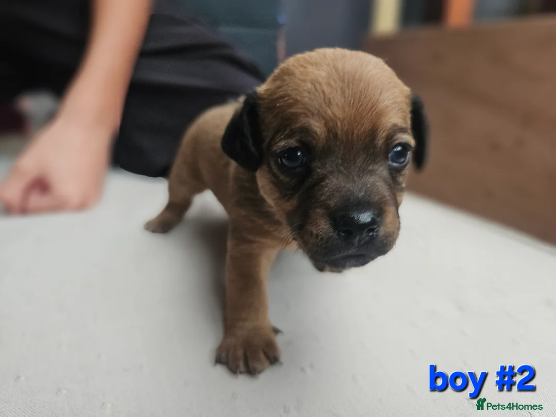 Mixed Breed dogs for sale: Gorgeous Jack Russells in Chichester - Advert 2