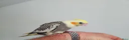 Cockatiels birds for sale: Friendly cockatiels baby boys and girls  - Advert 7