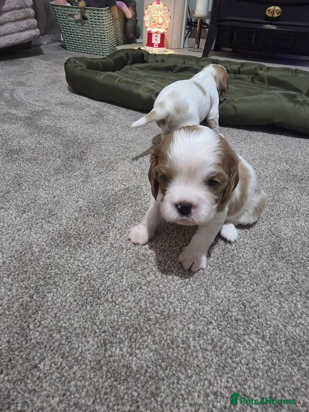 Cavalier King Charles Spaniel dogs for sale: Cavalier king charles puppies  - Advert 15