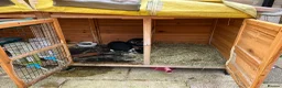Mixed Breed rabbits for sale: Rabbits bonded pair - Advert 13
