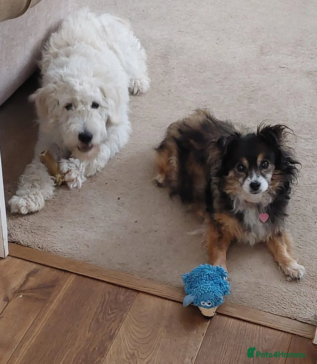 Mixed Breed dogs for adoption: A NEW HOME FOR GORGEOUS MICKEY - Advert 4