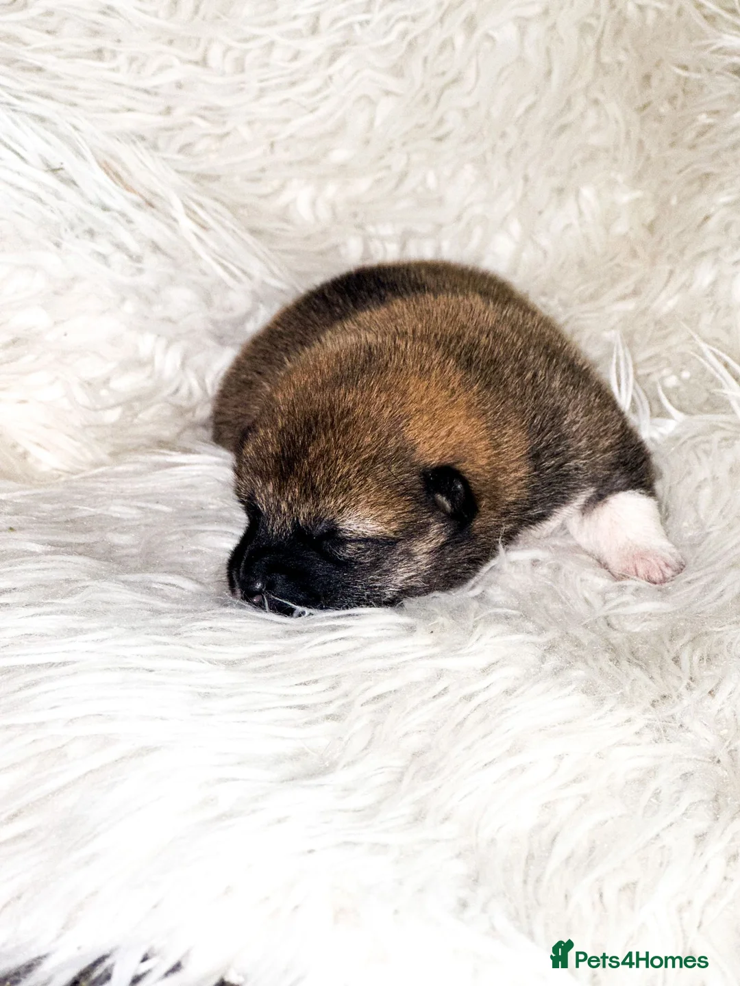 Japanese Shiba Inu dogs for stud: Proven Handsome Stud Shiba Inu in Wisbech - Advert 5