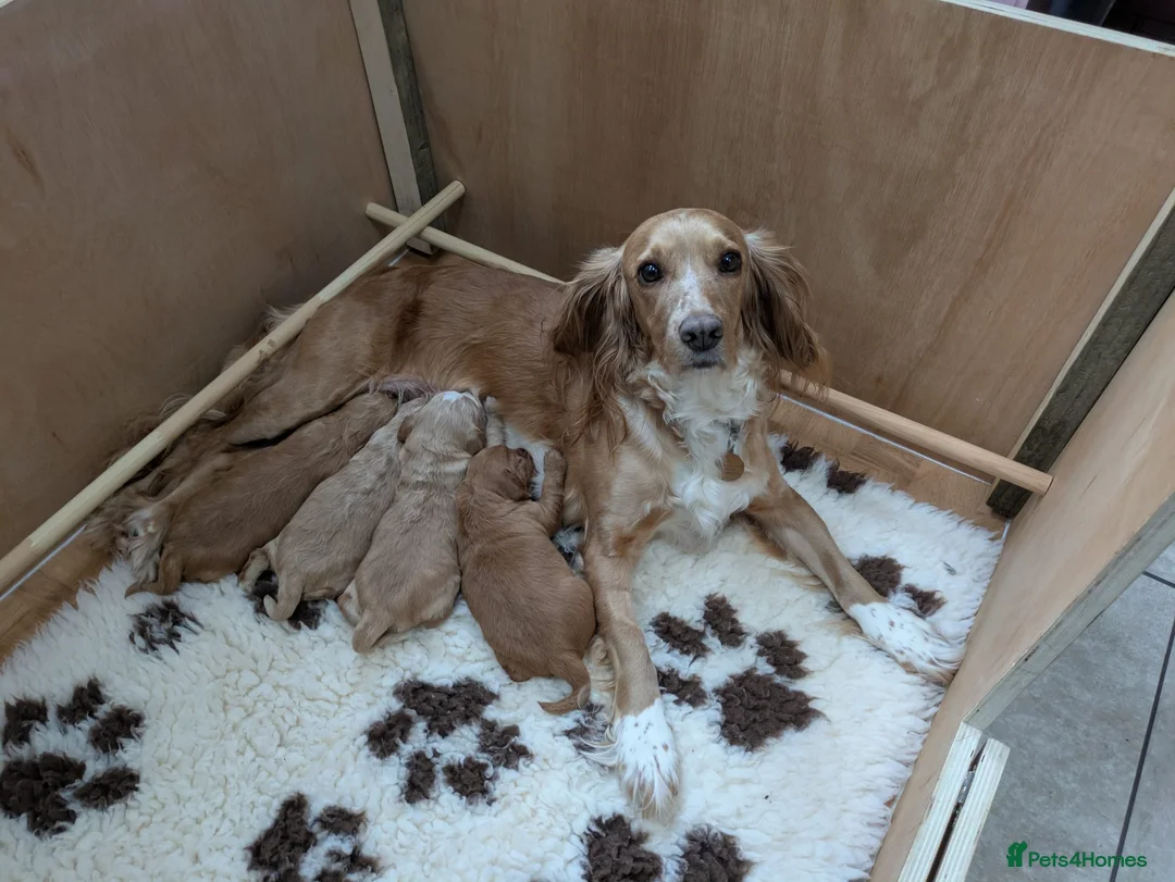 Cocker Spaniel dogs for sale: Working cocker spaniel pups  - Advert 8