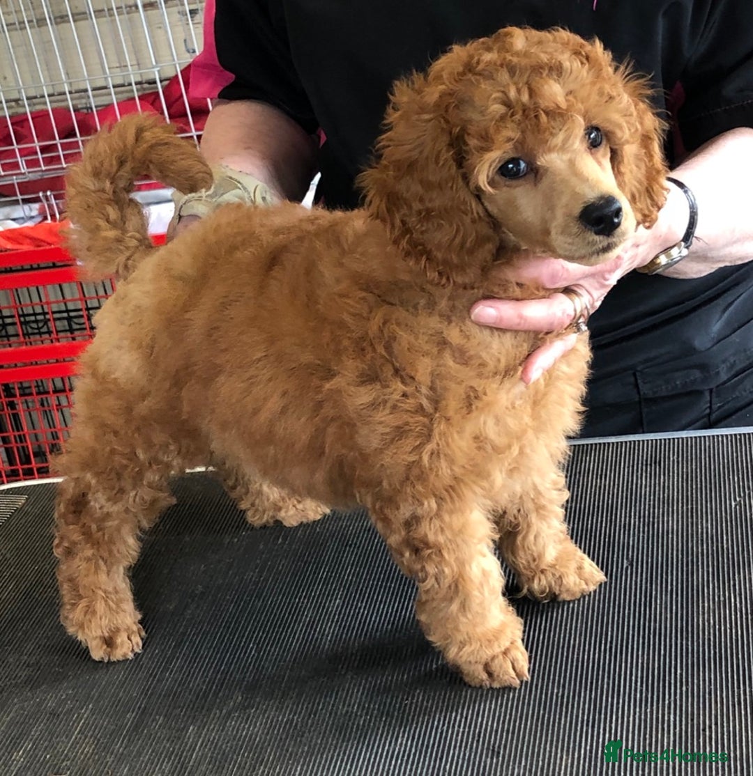 Miniature Poodle dogs for sale: Top Quality, DNA clear, READY NOW! fully vacced - Image 11