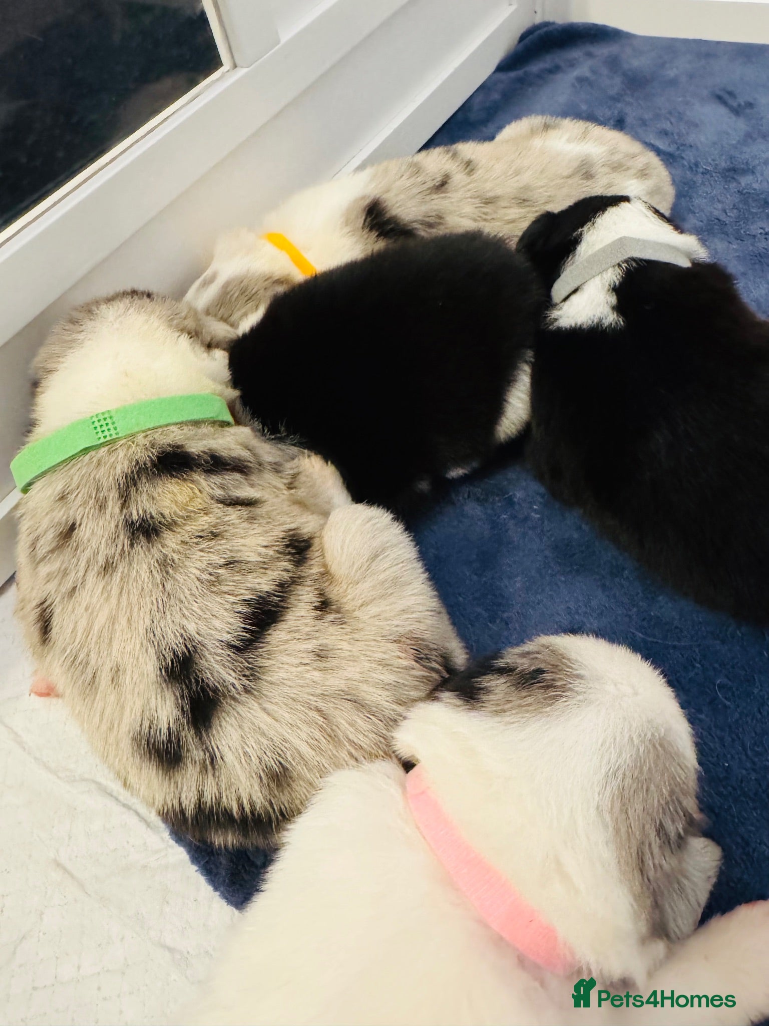 Border Collie dogs Pure Bred Border Collie Puppies For Sale - Advert 1