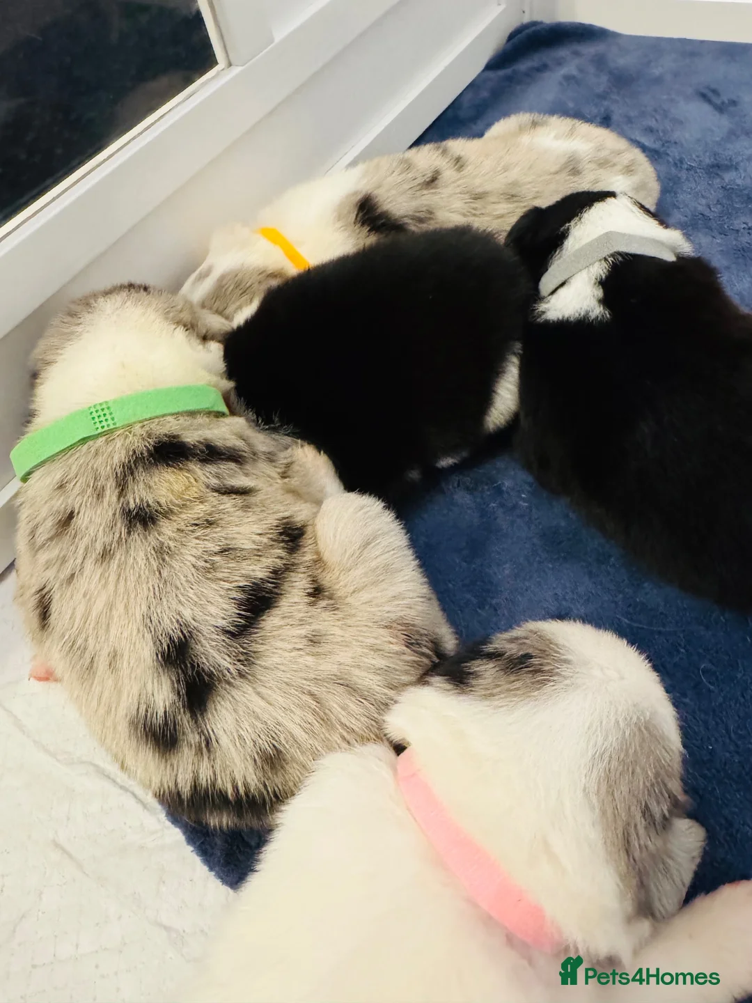 Border Collie dogs for sale: Pure Bred Border Collie Puppies For Sale - Advert 1