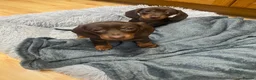Miniature Dachshund dogs for sale: 2 beautiful little girls  - Advert 8