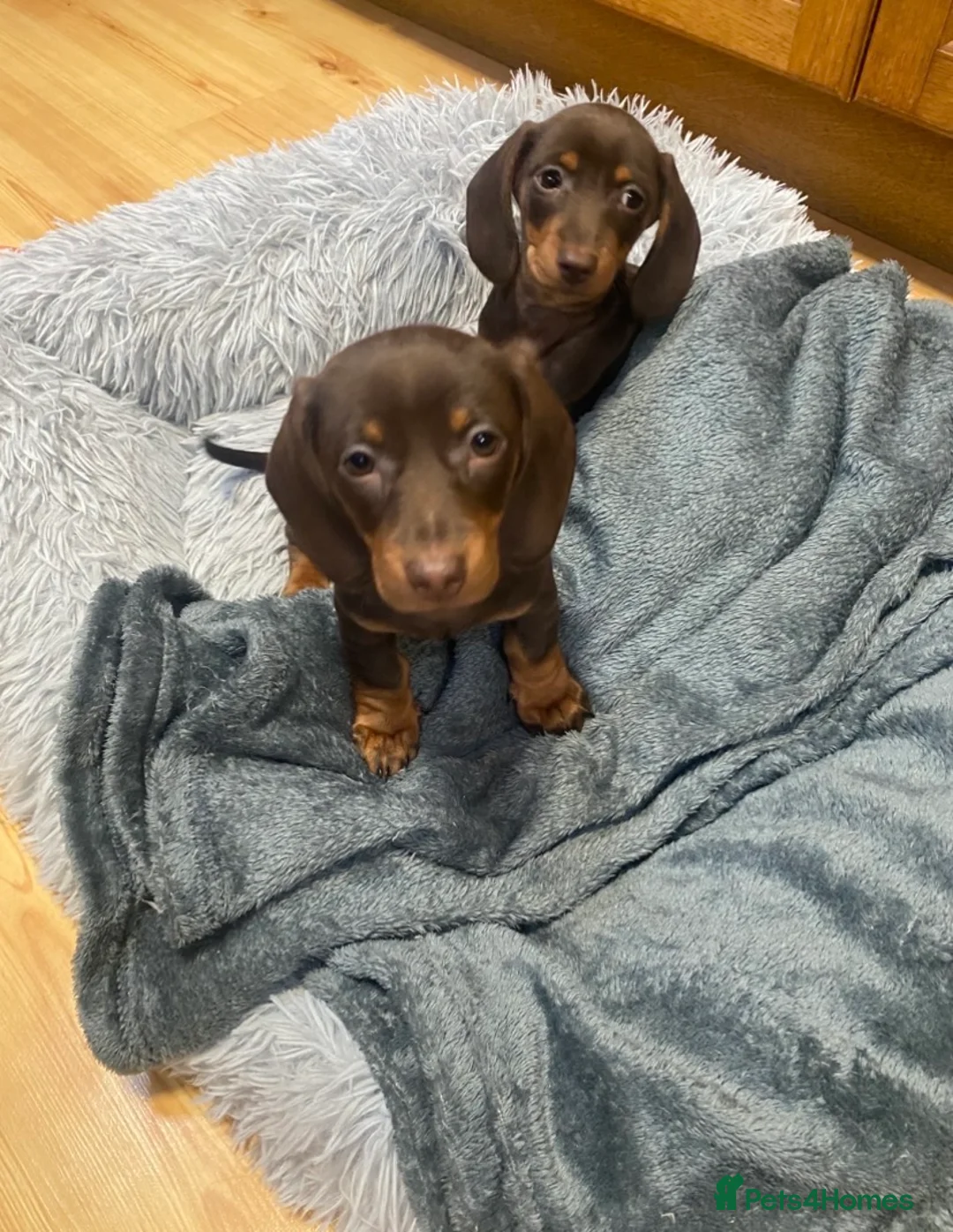 Miniature Dachshund dogs for sale: 2 beautiful little girls  - Advert 8
