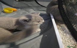 British Shorthair cats for sale: Full Britishshort hair kittens ready wendesday - Image 32