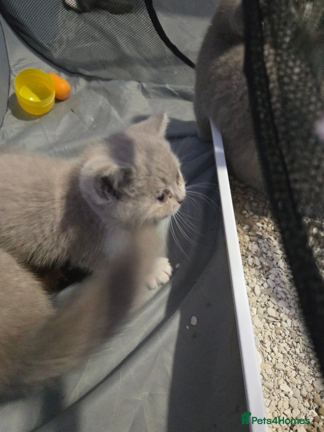 British Shorthair cats for sale: Full Britishshort hair kittens ready wendesday - Image 32