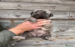 Anatolian Shepherd dogs for sale: Malakli Puppies - Image 18