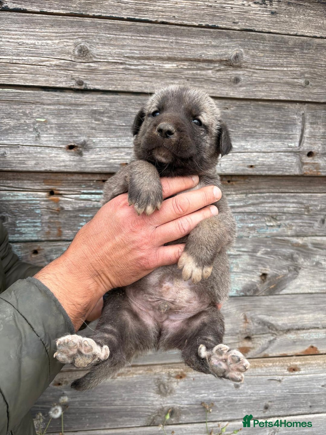 Anatolian Shepherd dogs for sale: Malakli Puppies - Image 18