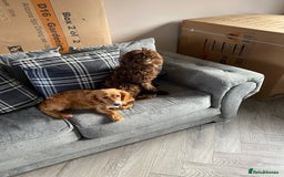 Mixed Breed dogs for sale: Gorgeous sprockerpoo puppies 🐶 - Image 9