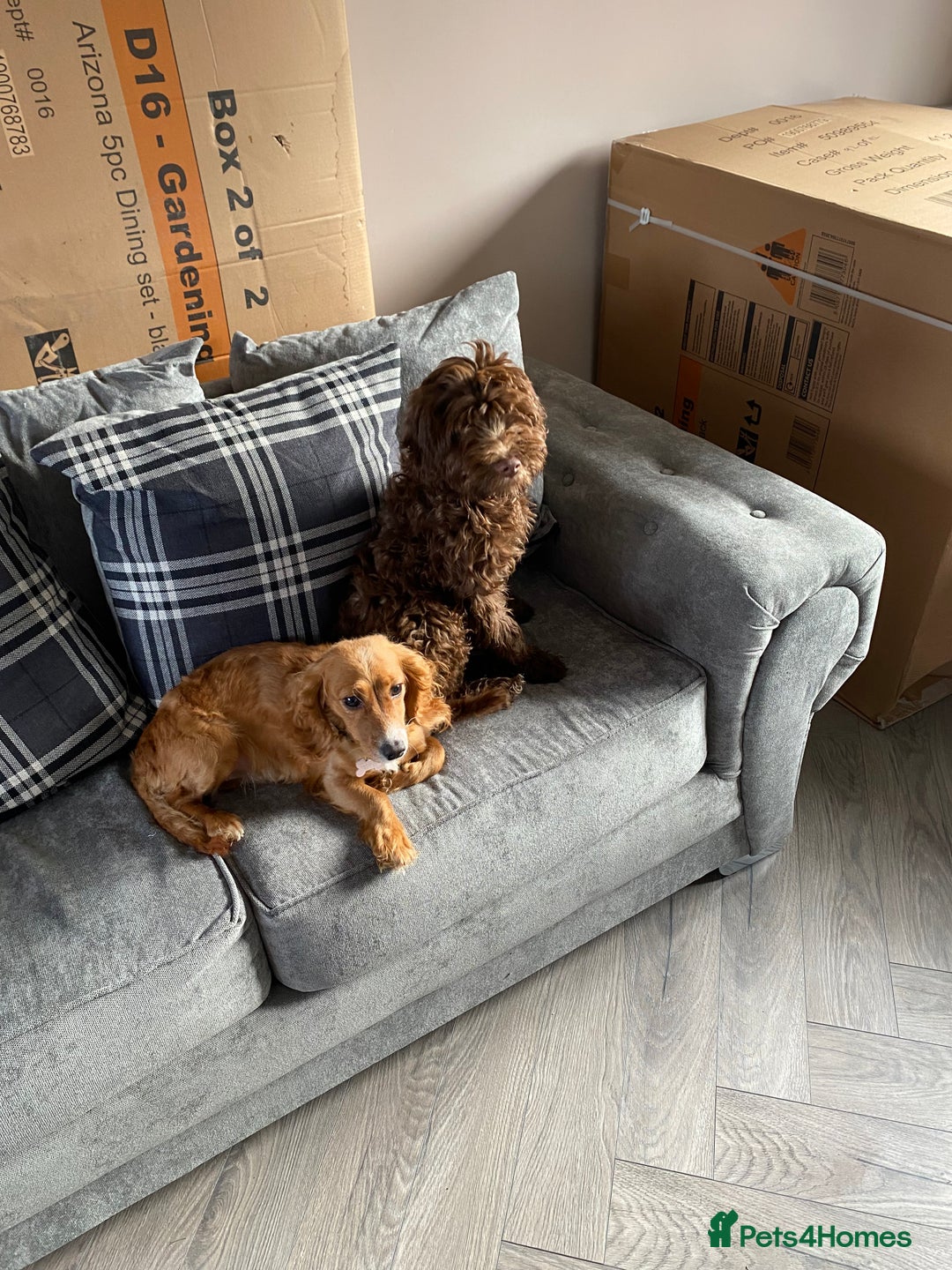 Mixed Breed dogs for sale: Gorgeous sprockerpoo puppies 🐶 - Image 9