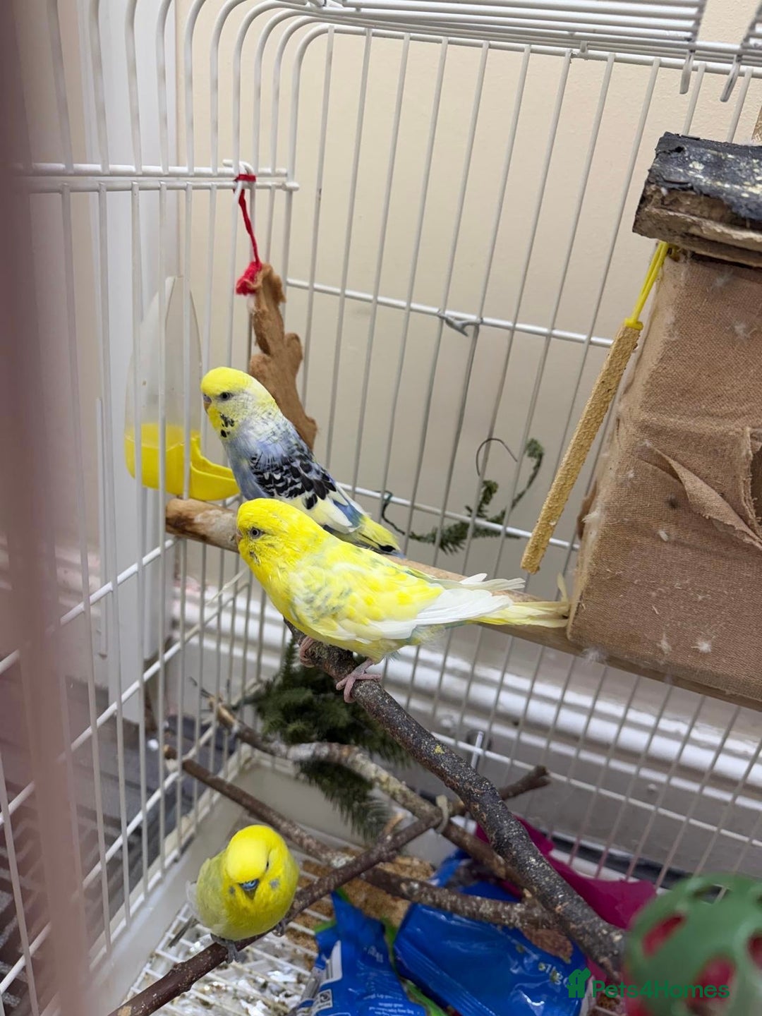 Budgerigars birds for sale: 2 male budgies - Advert 6