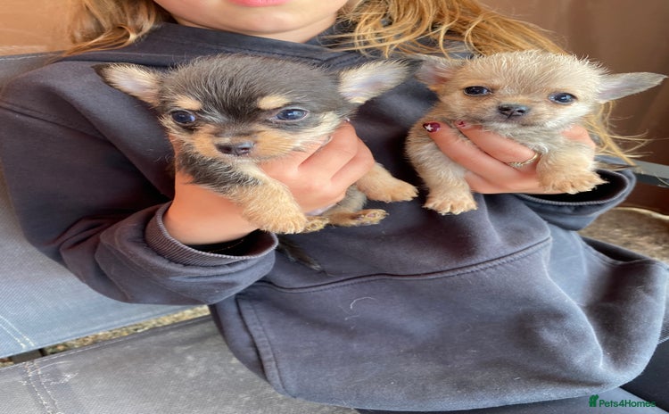 Chorkie dogs - Advert 1