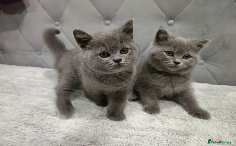 British Shorthair cats - Advert 14