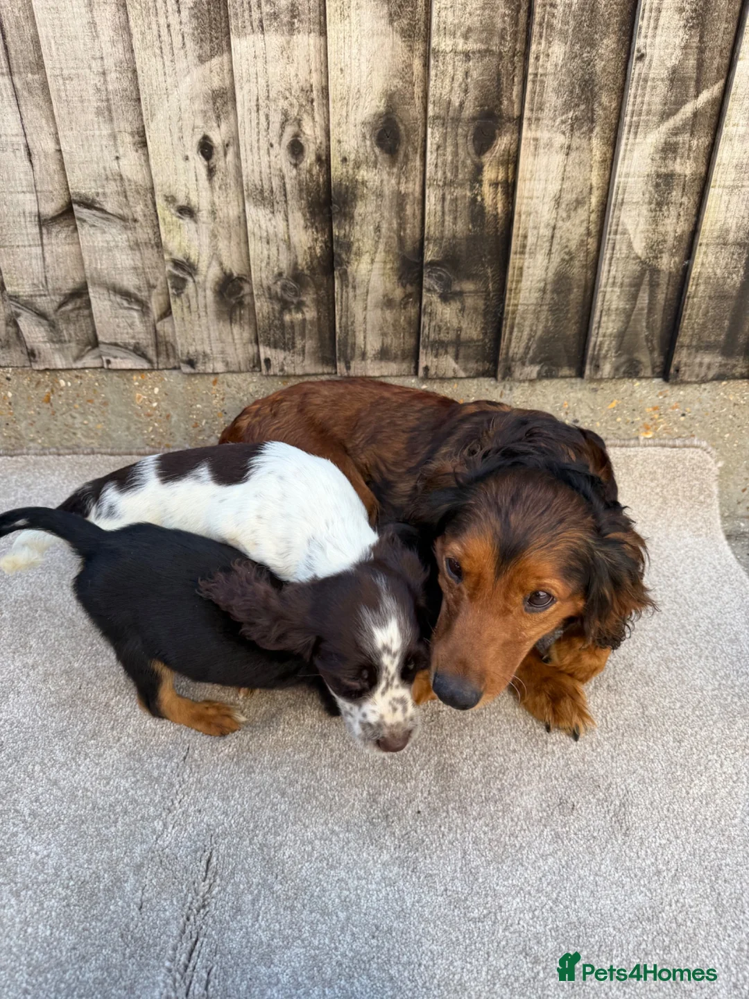 Cocker Spaniel dogs for sale: Working cocker spaniels - Advert 24