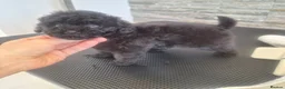 Toy Poodle dogs for sale: Black toy poodles from beautiful parents in Montrose - Advert 9