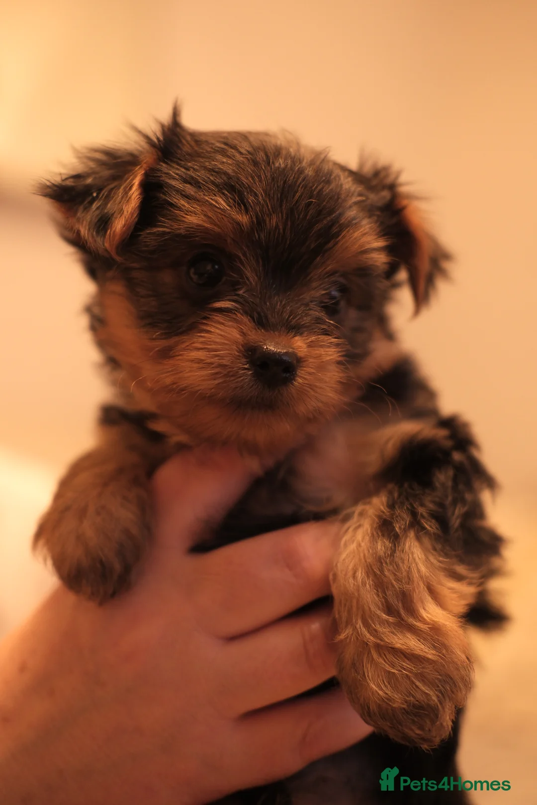 Yorkshire Terrier dogs for sale: 4 Yorkshire Terrier Puppies - Advert 13