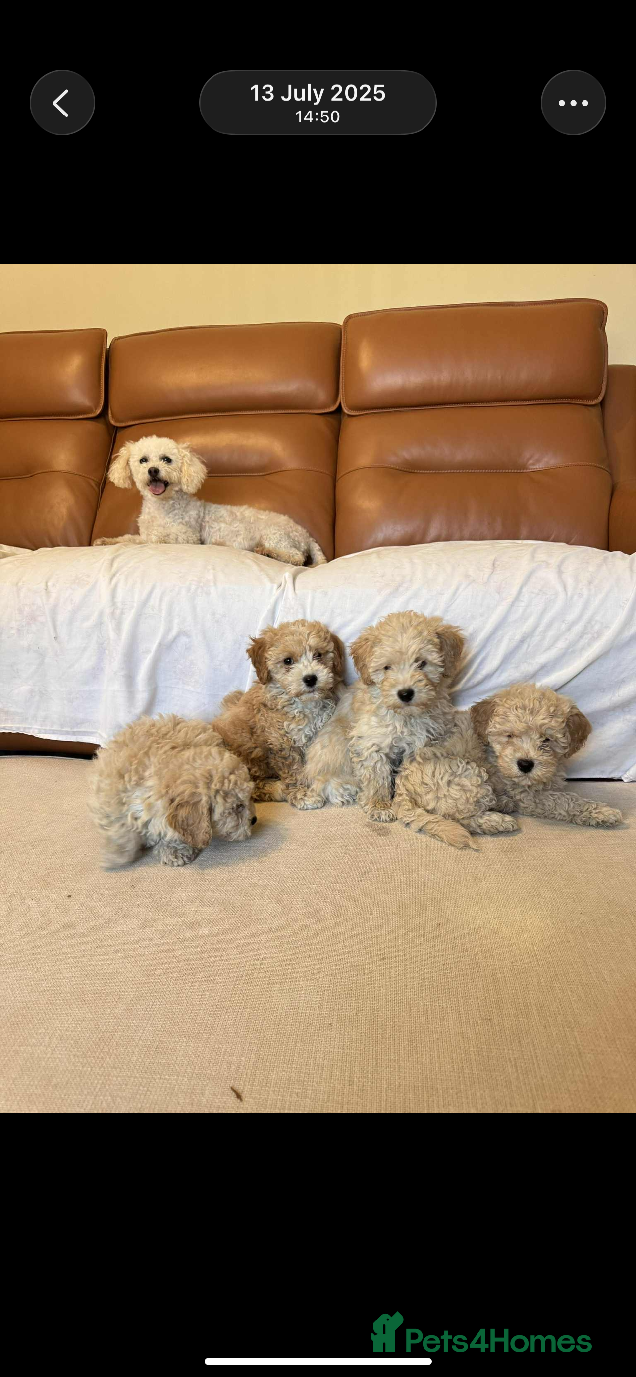 Poochon dogs Poochon puppies - Advert 15