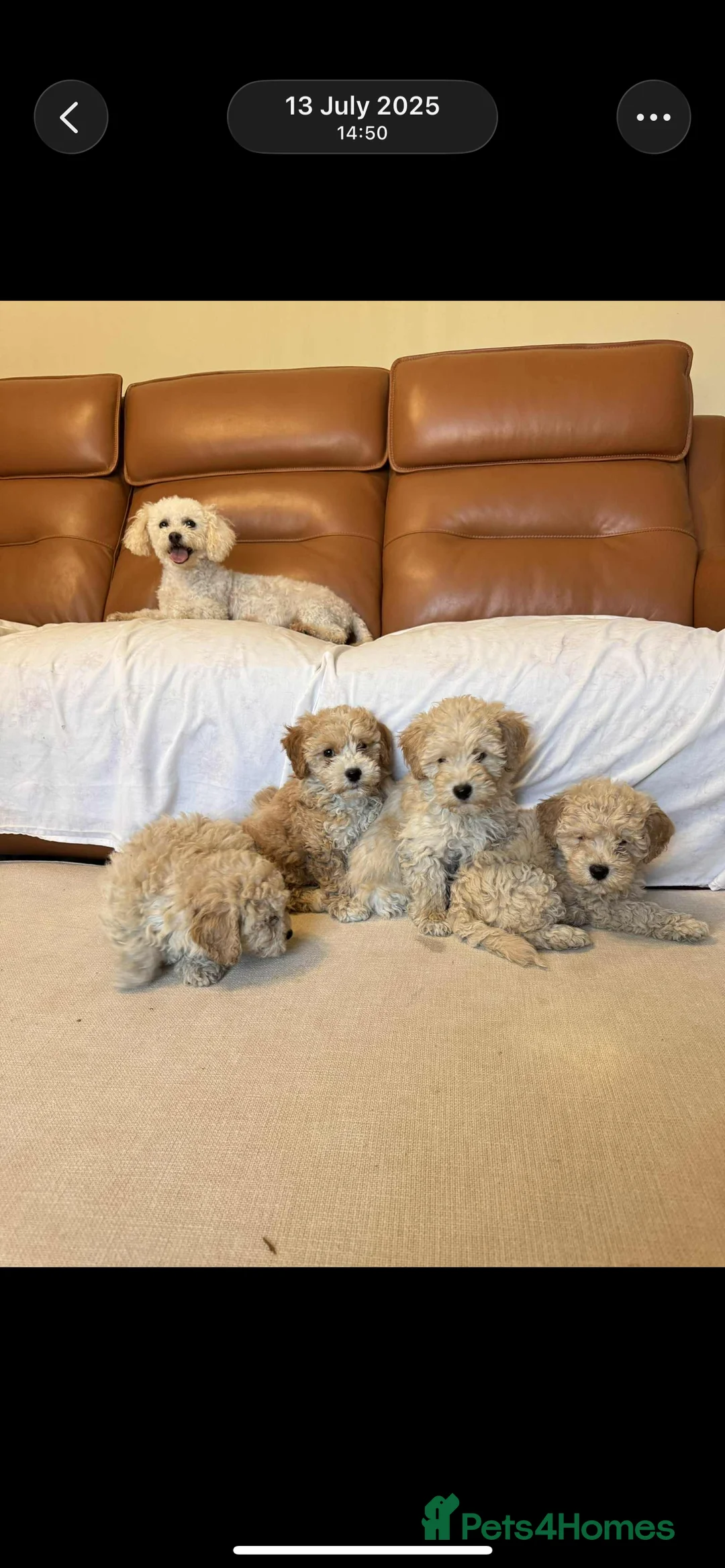 Poochon dogs for sale: Poochon puppies - Advert 1