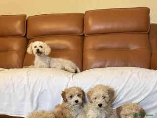 Poochon dogs Poochon puppies - Advert 15