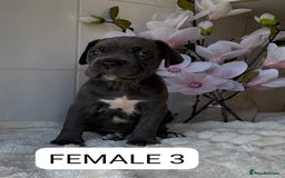 Mixed Breed dogs for sale: Italian Mastiff puppies READY NOW !!! - Image 7