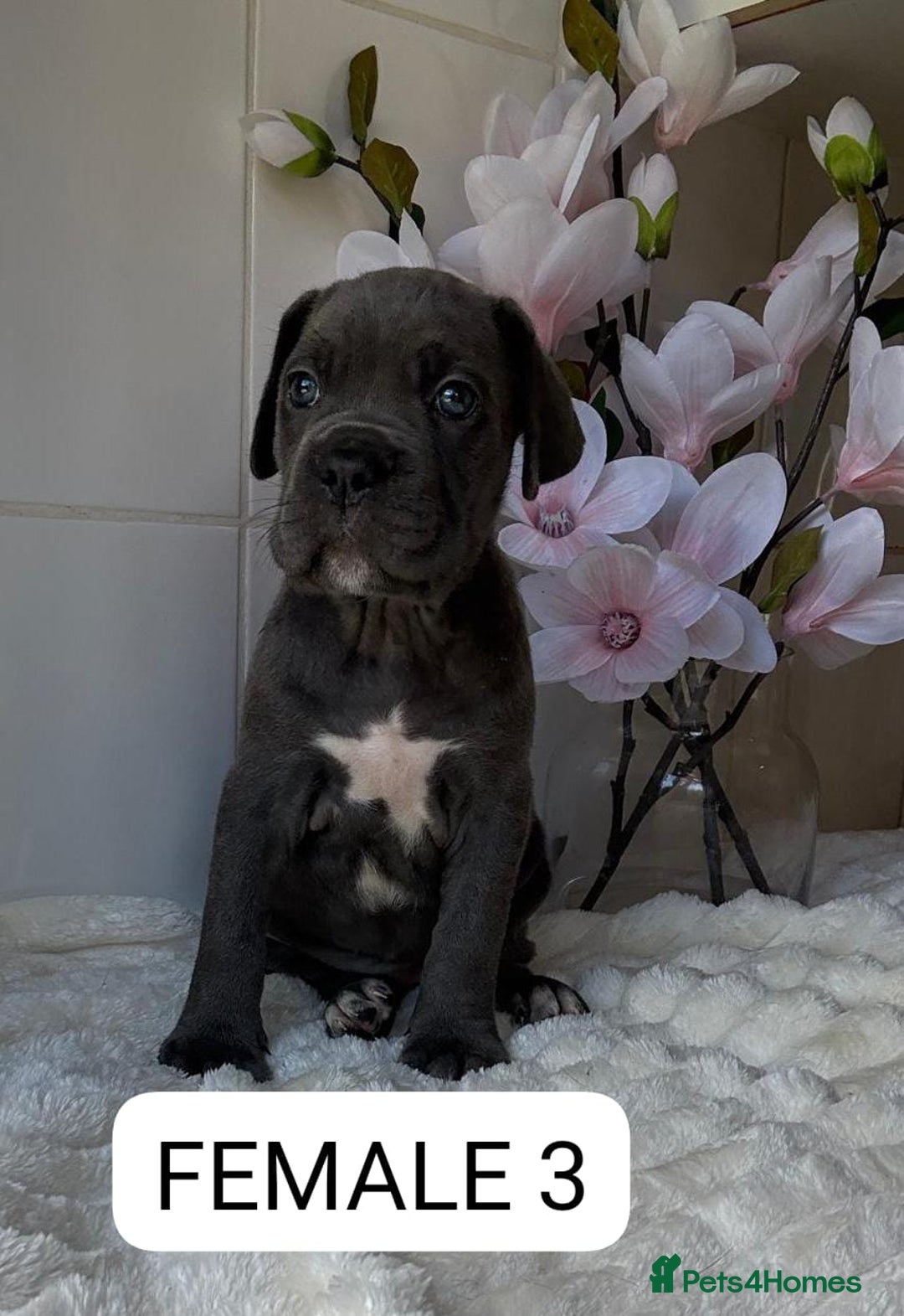 Mixed Breed dogs for sale: Italian Mastiff puppies READY NOW !!! - Image 7